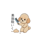 家族で使いやすいトイプー(アプリコット)（個別スタンプ：31）