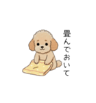 家族で使いやすいトイプー(アプリコット)（個別スタンプ：34）