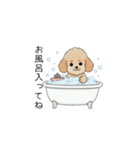 家族で使いやすいトイプー(アプリコット)（個別スタンプ：38）
