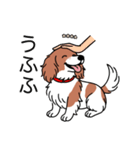 名前入りダックスレッドパイボールド（個別スタンプ：19）