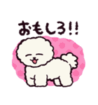 ビションフリーゼです.（個別スタンプ：1）