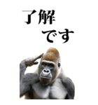 リアル☆ゴリラ【BIG】（個別スタンプ：1）