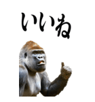 リアル☆ゴリラ【BIG】（個別スタンプ：3）