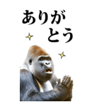 リアル☆ゴリラ【BIG】（個別スタンプ：5）