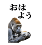 リアル☆ゴリラ【BIG】（個別スタンプ：7）
