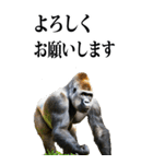 リアル☆ゴリラ【BIG】（個別スタンプ：17）