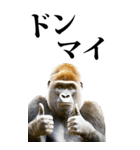 リアル☆ゴリラ【BIG】（個別スタンプ：18）