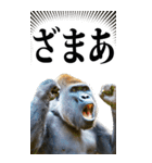 リアル☆ゴリラ【BIG】（個別スタンプ：19）