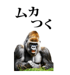リアル☆ゴリラ【BIG】（個別スタンプ：20）