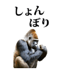 リアル☆ゴリラ【BIG】（個別スタンプ：21）