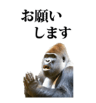 リアル☆ゴリラ【BIG】（個別スタンプ：22）