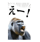 リアル☆ゴリラ【BIG】（個別スタンプ：24）