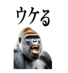 リアル☆ゴリラ【BIG】（個別スタンプ：25）