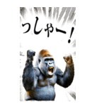 リアル☆ゴリラ【BIG】（個別スタンプ：26）