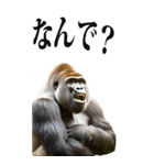 リアル☆ゴリラ【BIG】（個別スタンプ：27）