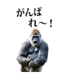 リアル☆ゴリラ【BIG】（個別スタンプ：29）