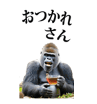 リアル☆ゴリラ【BIG】（個別スタンプ：30）