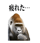 リアル☆ゴリラ【BIG】（個別スタンプ：31）