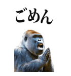 リアル☆ゴリラ【BIG】（個別スタンプ：32）