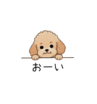 フランクな会話のトイプー②(アプリコット)（個別スタンプ：1）