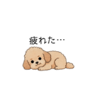 フランクな会話のトイプー②(アプリコット)（個別スタンプ：2）