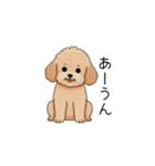 フランクな会話のトイプー②(アプリコット)（個別スタンプ：3）