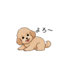 フランクな会話のトイプー②(アプリコット)（個別スタンプ：8）