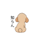 フランクな会話のトイプー②(アプリコット)（個別スタンプ：12）