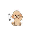 フランクな会話のトイプー②(アプリコット)（個別スタンプ：13）