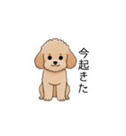 フランクな会話のトイプー②(アプリコット)（個別スタンプ：15）