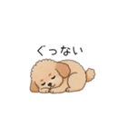 フランクな会話のトイプー②(アプリコット)（個別スタンプ：16）