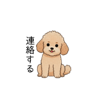 フランクな会話のトイプー②(アプリコット)（個別スタンプ：19）
