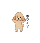 フランクな会話のトイプー②(アプリコット)（個別スタンプ：20）