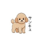 フランクな会話のトイプー②(アプリコット)（個別スタンプ：22）