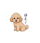 フランクな会話のトイプー②(アプリコット)（個別スタンプ：24）