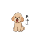 フランクな会話のトイプー②(アプリコット)（個別スタンプ：26）