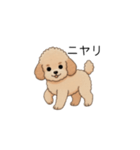 フランクな会話のトイプー②(アプリコット)（個別スタンプ：27）