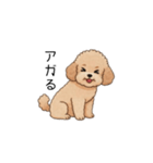 フランクな会話のトイプー②(アプリコット)（個別スタンプ：30）