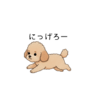 フランクな会話のトイプー②(アプリコット)（個別スタンプ：31）