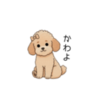 フランクな会話のトイプー②(アプリコット)（個別スタンプ：34）