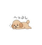 フランクな会話のトイプー②(アプリコット)（個別スタンプ：36）