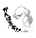 飛び出すシーズー犬 2025 「冬・年末2」9（個別スタンプ：12）