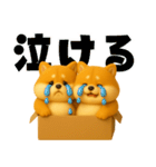 ずっと使える♡箱から双子の柴犬（個別スタンプ：13）