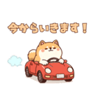 使いやすい！もちふわ柴犬スタンプ（個別スタンプ：12）