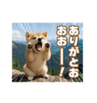 動く癒し柴犬の敬語スタンプ（個別スタンプ：7）