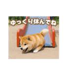 動く癒し柴犬の敬語スタンプ（個別スタンプ：14）