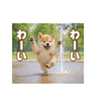 動く癒し柴犬の敬語スタンプ（個別スタンプ：15）
