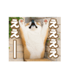 動く癒し柴犬の敬語スタンプ（個別スタンプ：16）
