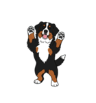 バーニーズマウンテンドッグのスタンプ2（個別スタンプ：3）