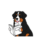 バーニーズマウンテンドッグのスタンプ2（個別スタンプ：4）